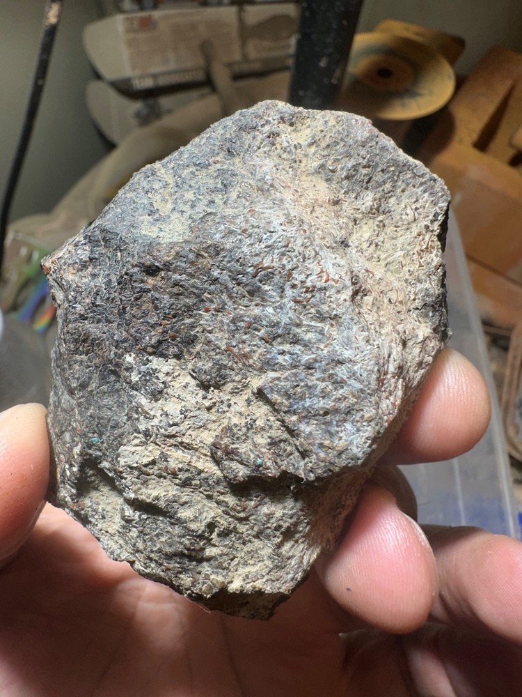 Dinosaur bone rough **hxtled end cut.