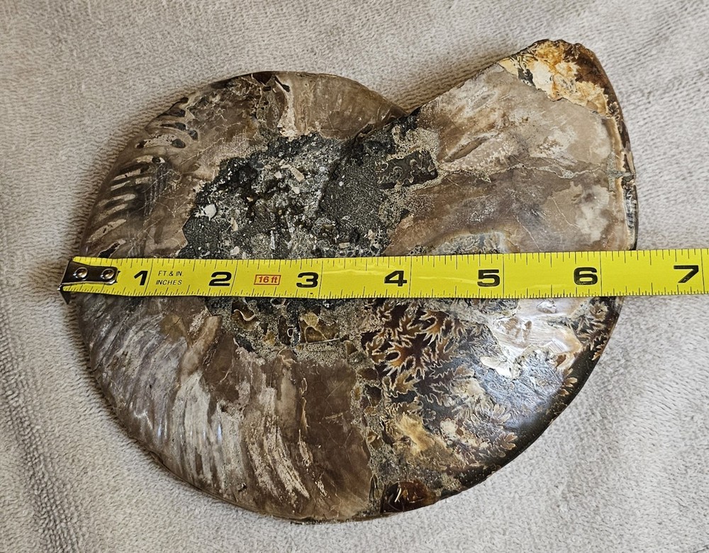 Ammonite Natural Pair