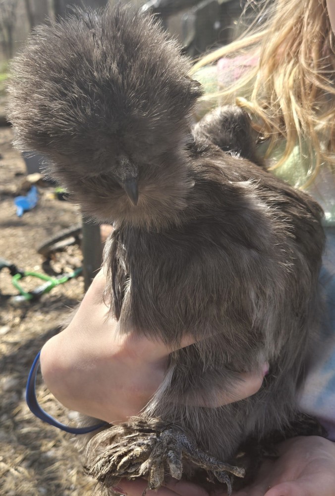 Silkie fertile hatching eggs. Multiple colors. 10 eggs!