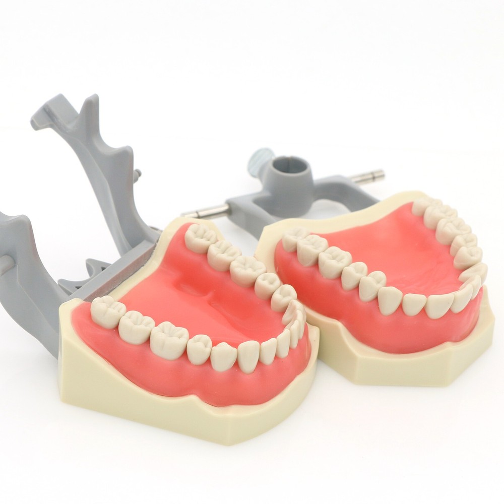 Dental 32 Pcs Removeable Teeth Columbia 860 Type Typodont Exam Restorative Model