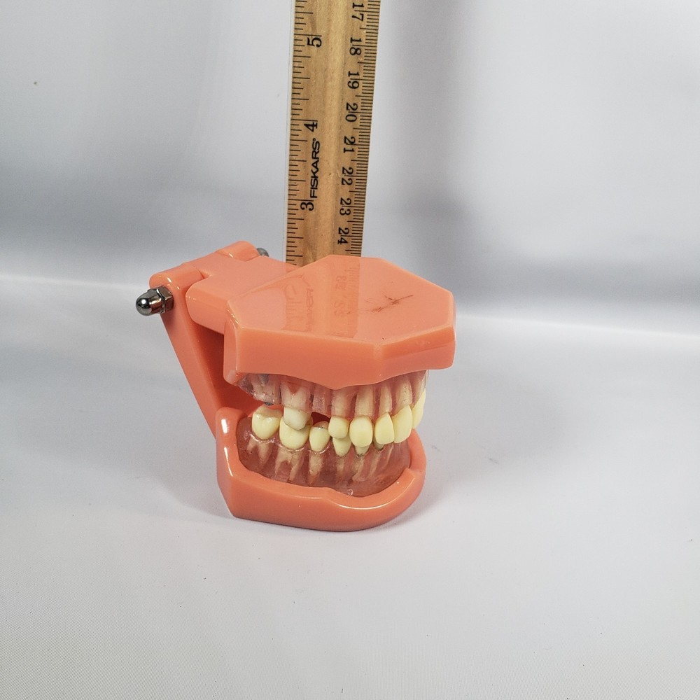 Vintage Training Dental Teeth Model with Removable Teeth (Incomplete)