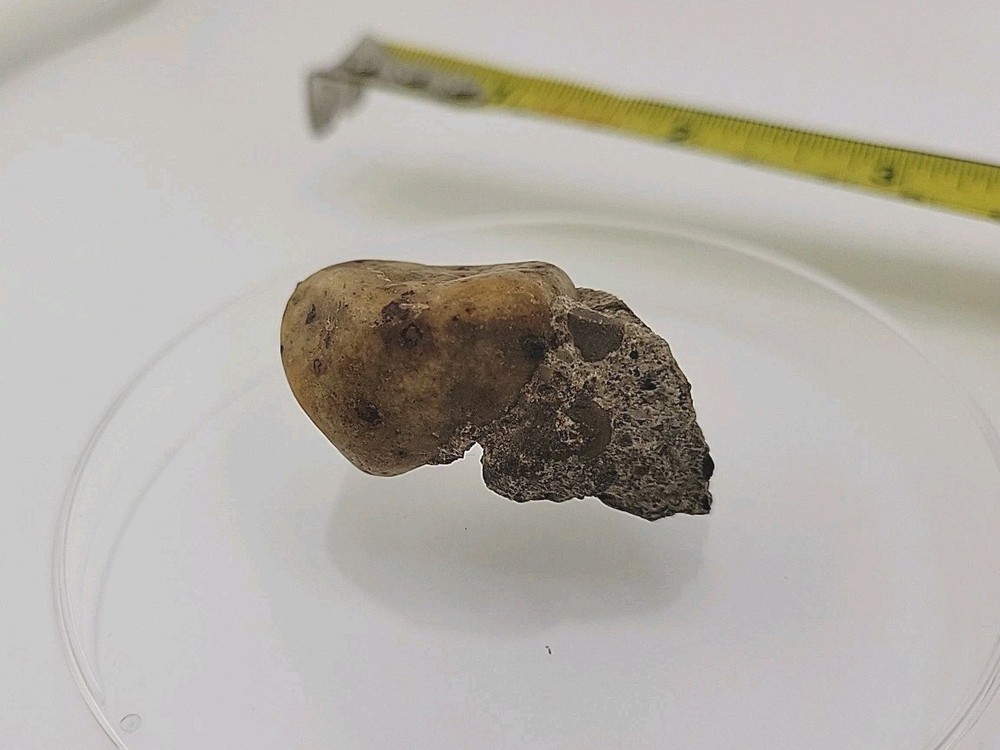 Fossilized Dinosaur HAND CLAW/Knuckle Bone Permineralized Fossil