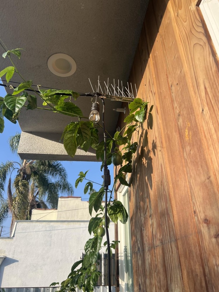 Adjustable Weather-Proof Stainless Steel Pigeon Spikes - 10 Strips & Coverage