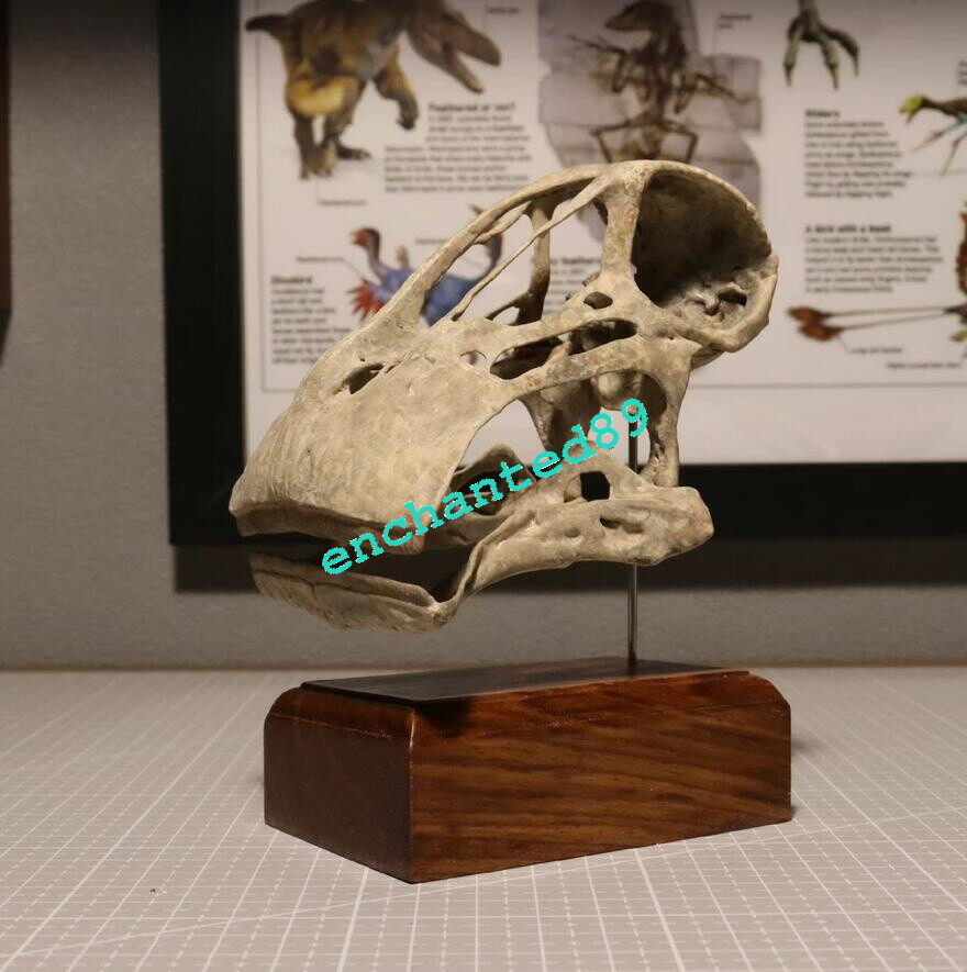 Nigersaurus Skull Dinosaur Statue Painted Model Display Collectible Figure