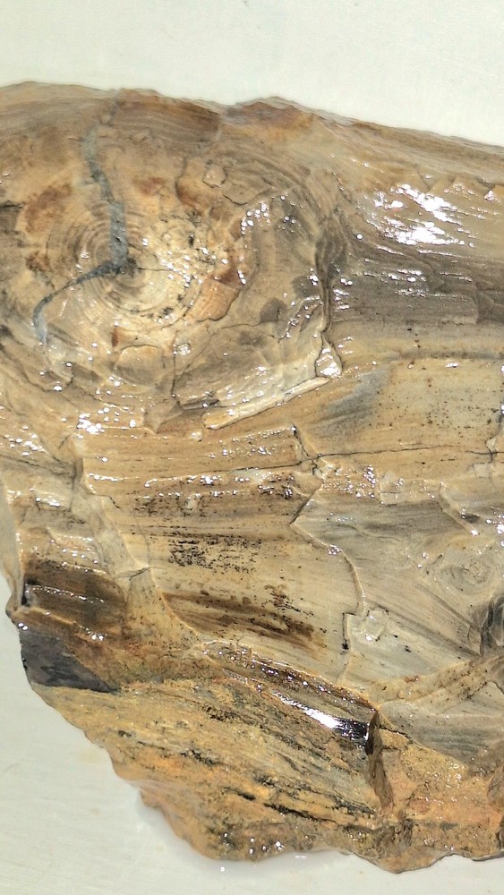 Petrified Wood