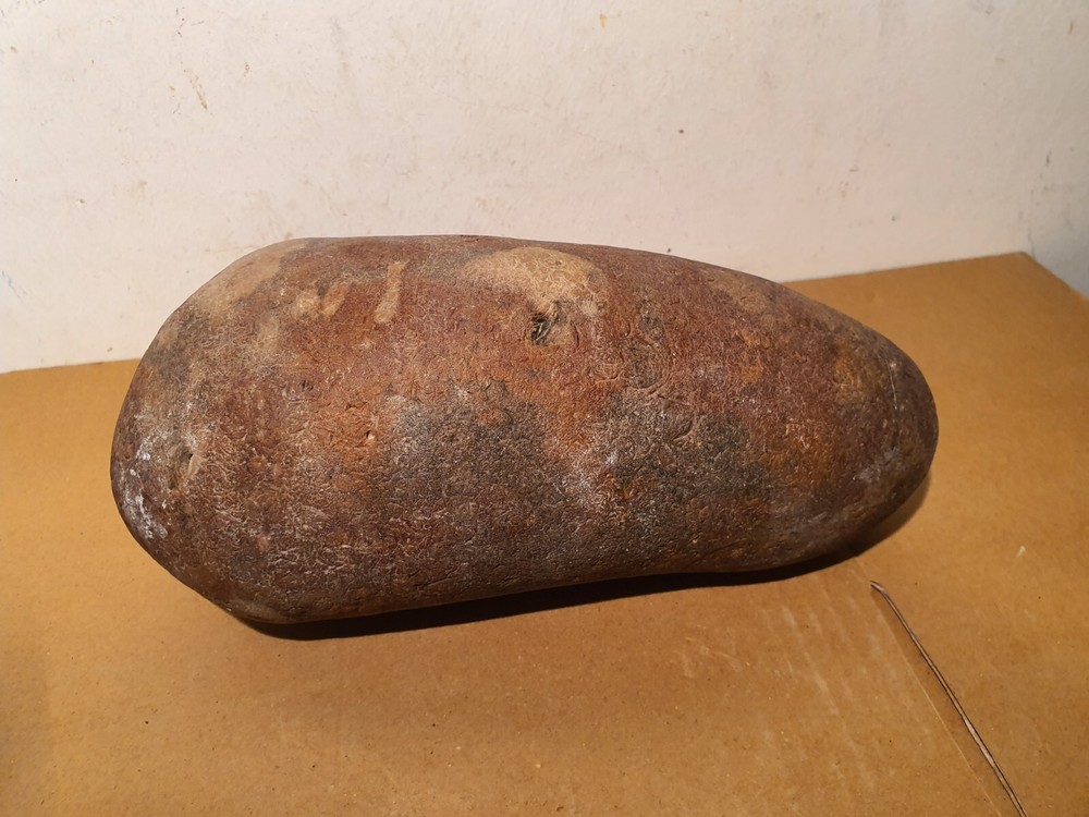 Fossil Macroolithus yaotunensis dinosaur egg fossil specimen