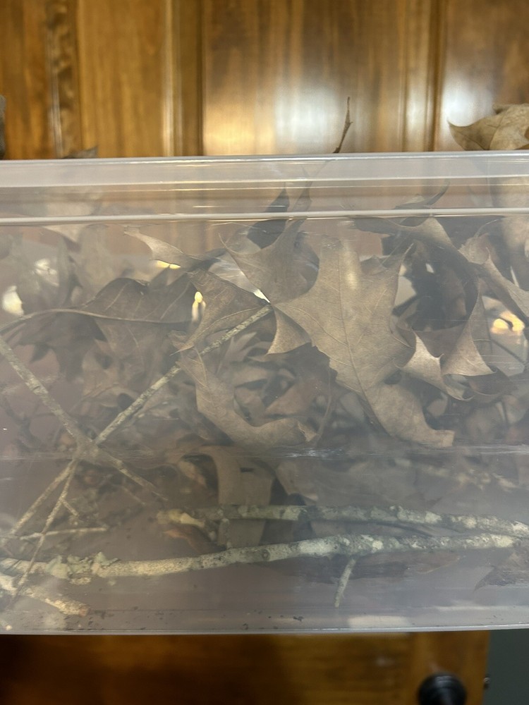 4 Oak Leaves 2 Oak Sticks.