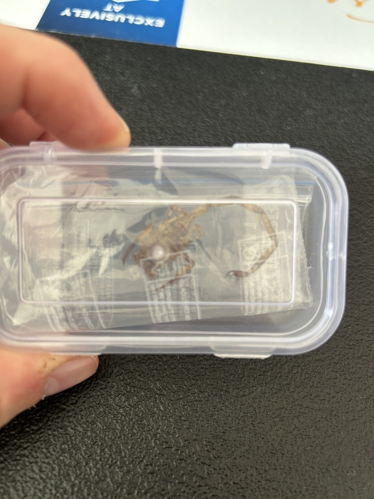 Hawai’i  Rare Scorpion