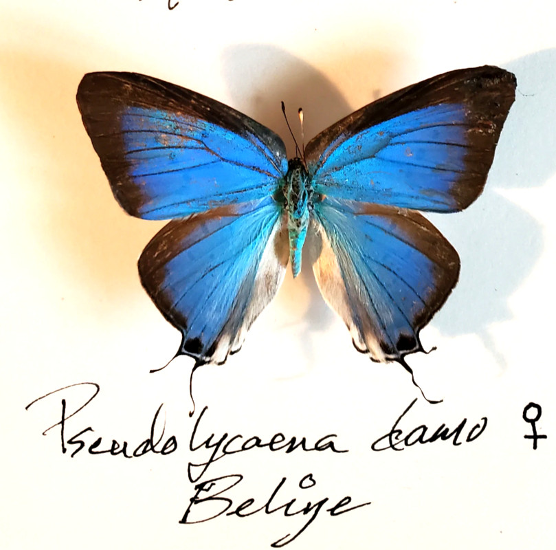 Pseudolycaena damo - FIVE ( 5 ) RARE SPECIMENS, A1/A1- Unspread, Belize