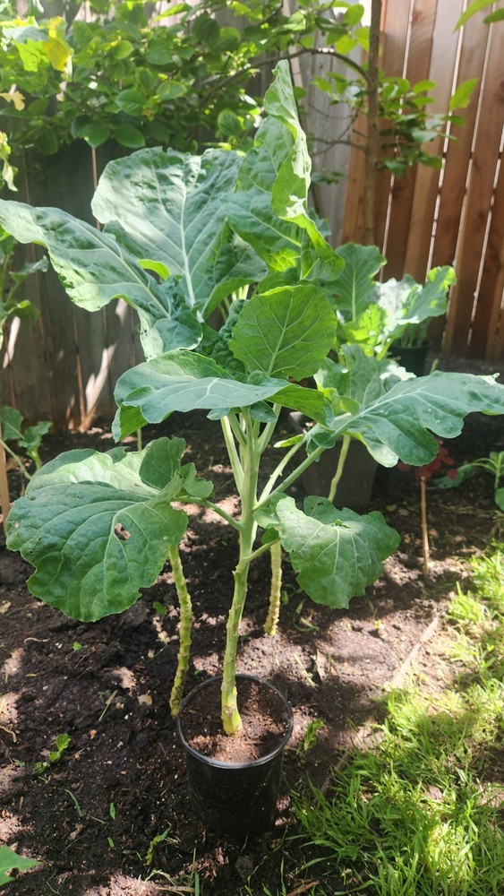 Collard Green Tree 2ea.