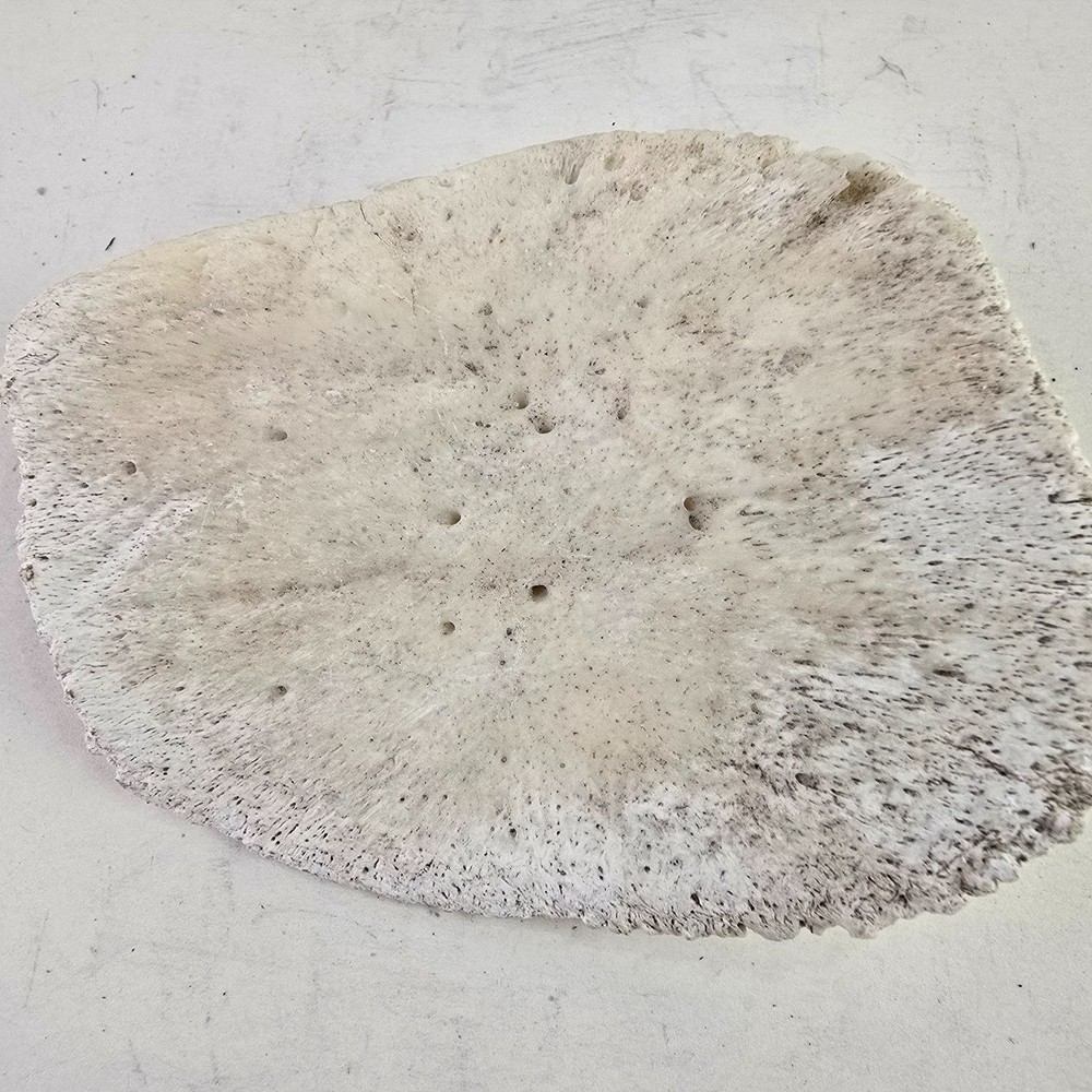 Gator Alligator Back Scute bone bones Bony scutes croc weird Osteoderms white