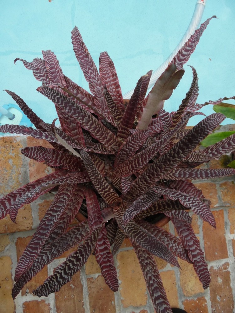 Cryptanthus PHEASANT TAIL Bromeliad one tropical plant *MEDIUM*