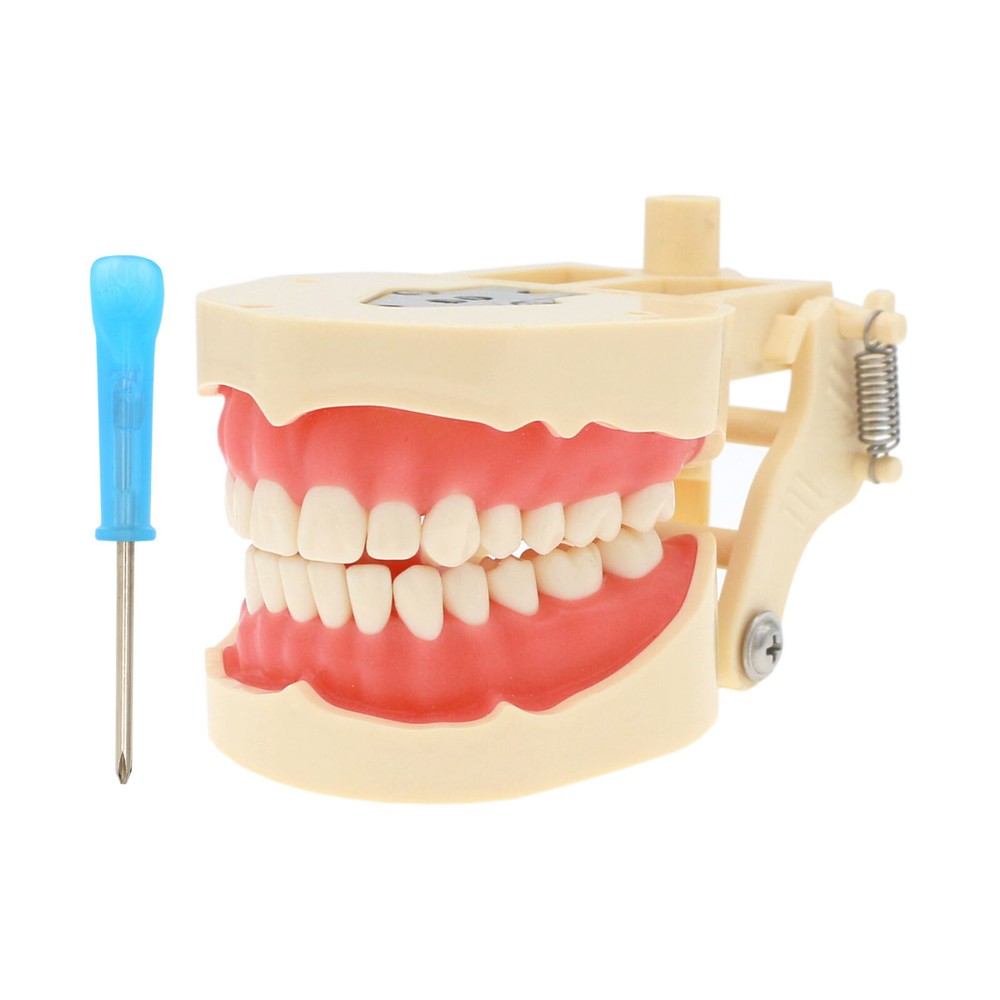 Multiple Types Dental Teeth Model Typodont Ortho Implant Practice Demo Teaching