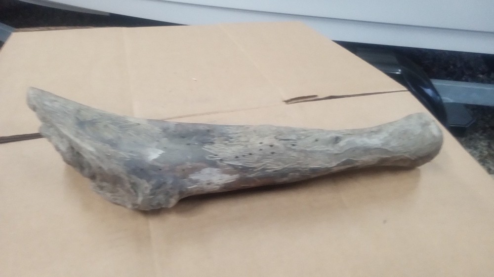 Driftwood Tooth