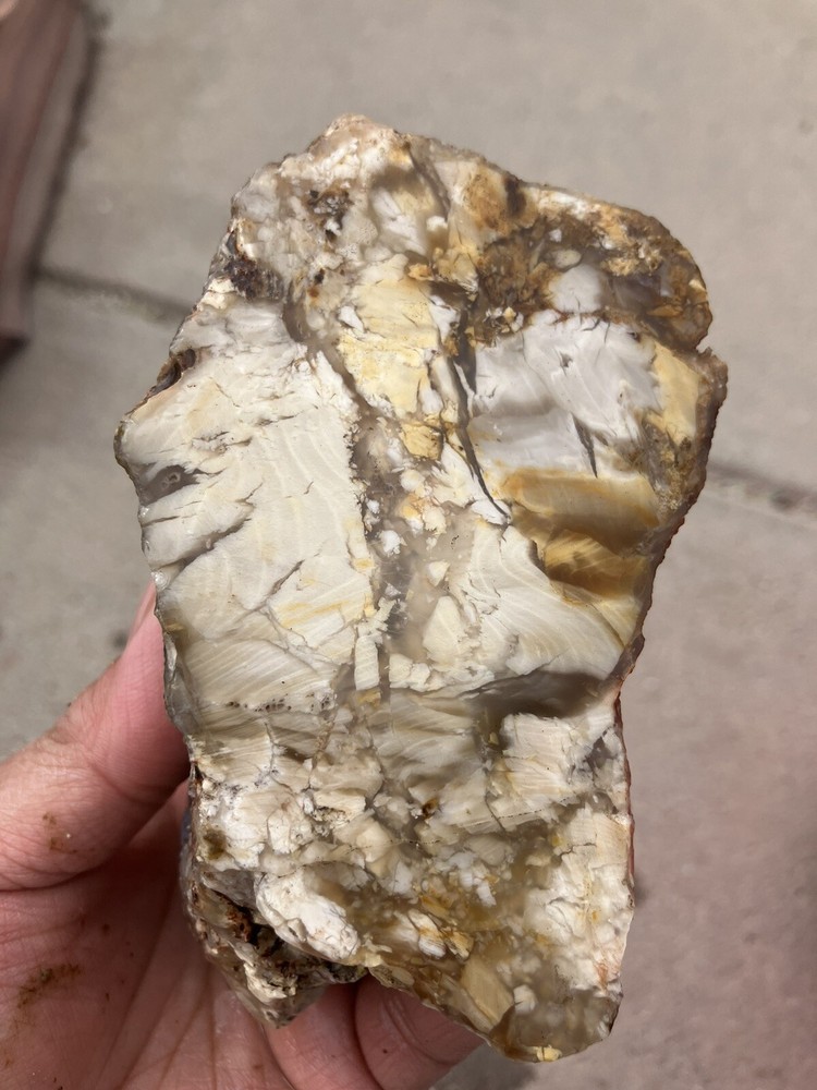 Opalized Wood , Fluorescent Under UV Light