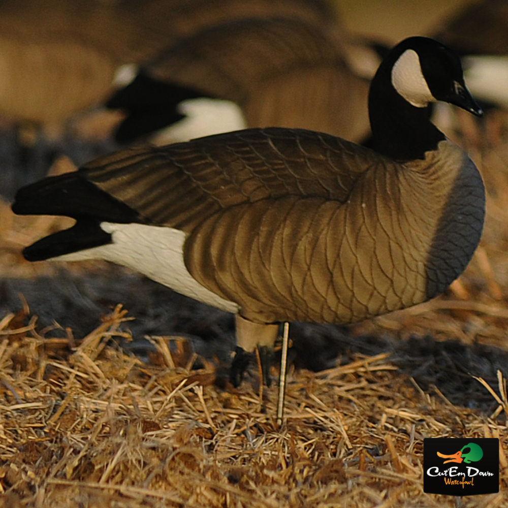 AVERY OUTDOORS GHG PRO GRADE LESSER CANADAS - HARVESTER PACK DOZEN
