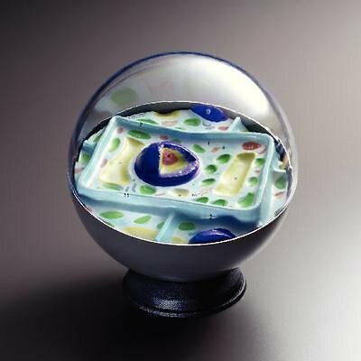 American Educational 2056 Plant Cell Model