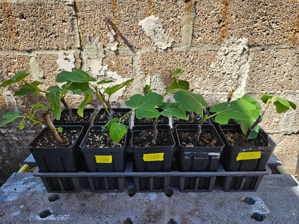 Fig Tree Starter plant - Rooted from cuttings