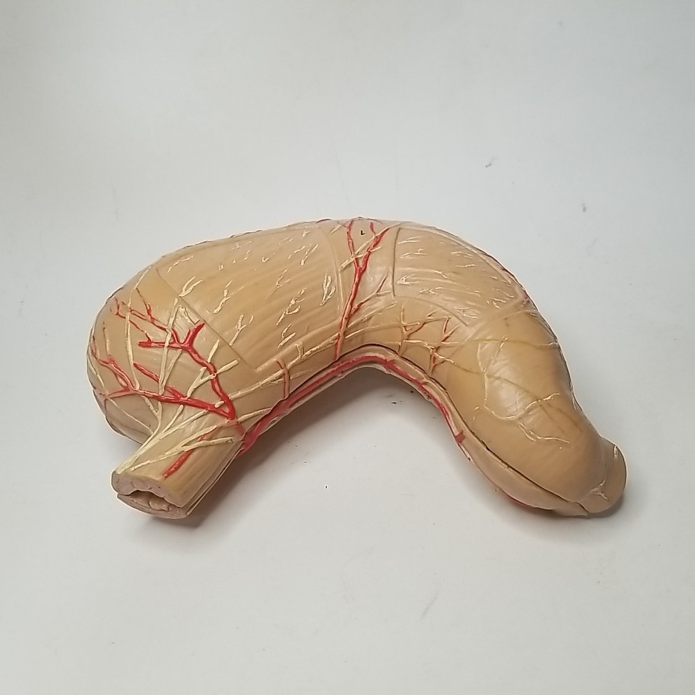 Scientific Human Stomach Model, 2 part