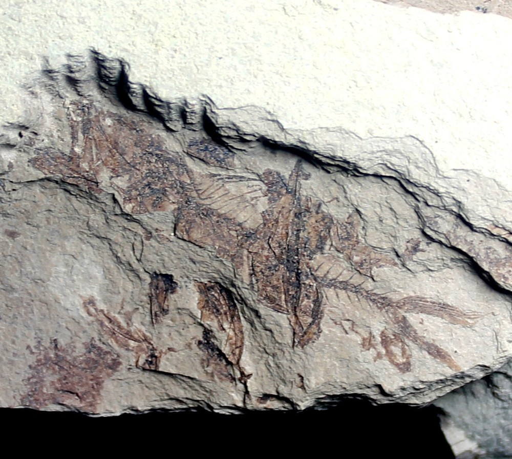 Serranus sp. - Oligocene fossil fish