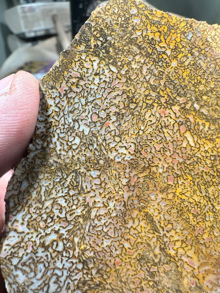 Dinosaur bone rough high grade slab.