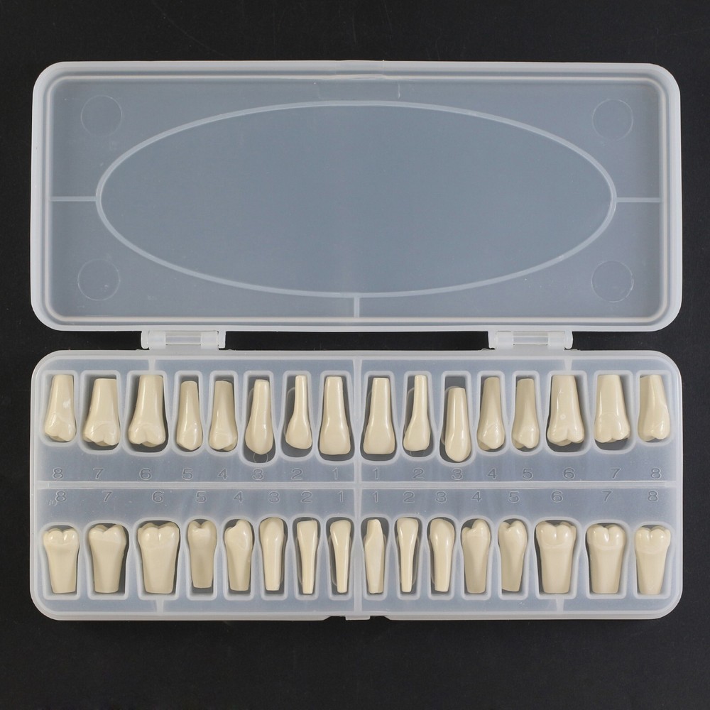 Dental Typodont Model Columbia 860 Mounting Pole Removable 32pcs Teeth Dentoform