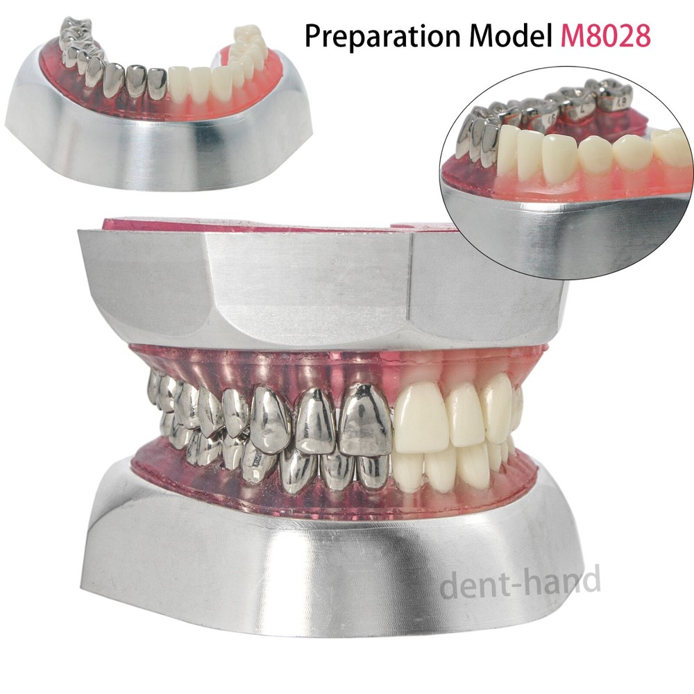 Dental Typodont Preparation Model Detachable 32Pcs Teeth for Training M8028