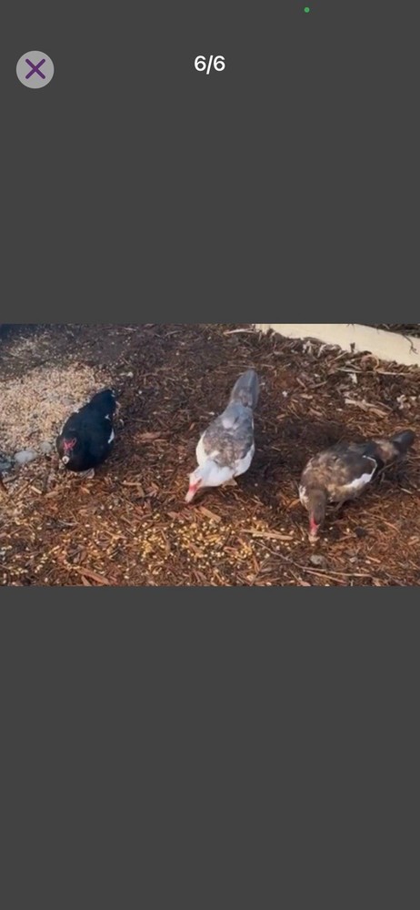 Muscovy Duck Hatching Eggs