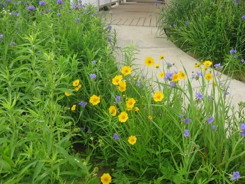 Honey Bee Seed Mix