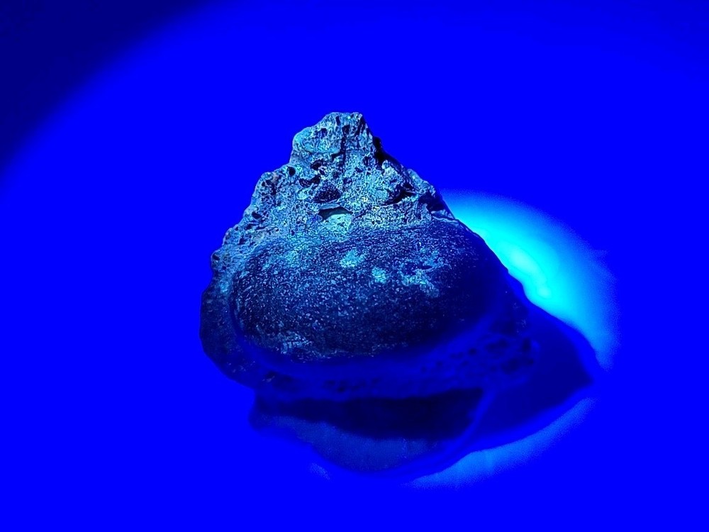 Real Permineralized Reptile Egg Fossil