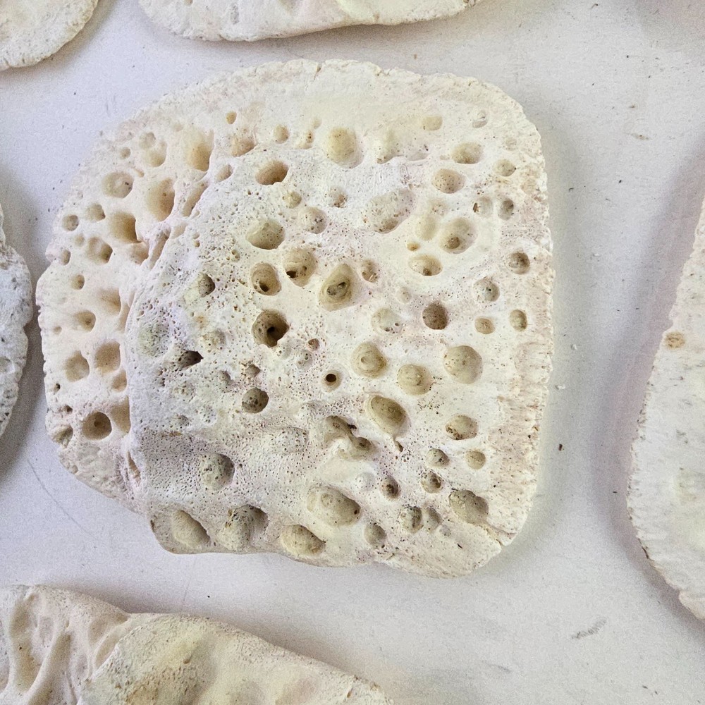 Gator Alligator Back Scute bone bones Bony scutes croc weird Osteoderms white