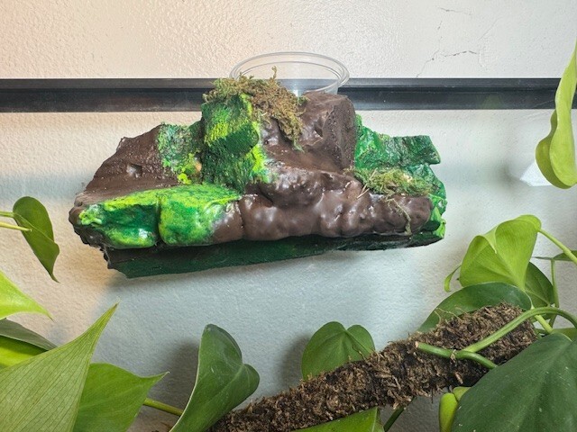 Medium Sub-tropical Magnetic Ledge With 5 Feeder Cups