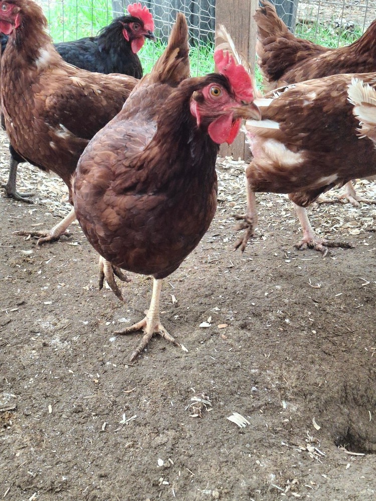 12+    Pure breed Rhode Island Hatching Eggs free ship