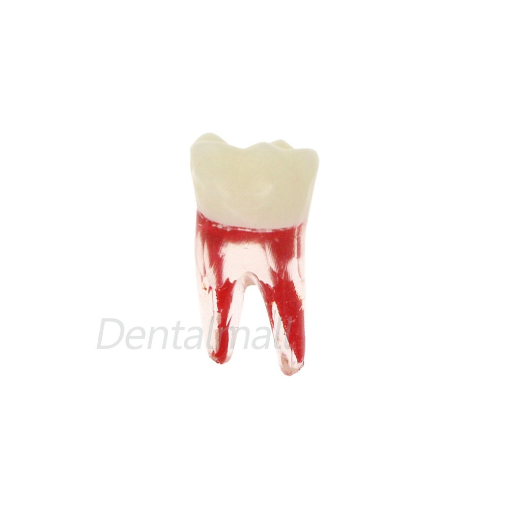 Dental Root Canal Practice Model Teeth Pulp Study RCT Endo File 1# 3# 4# 5# 6#