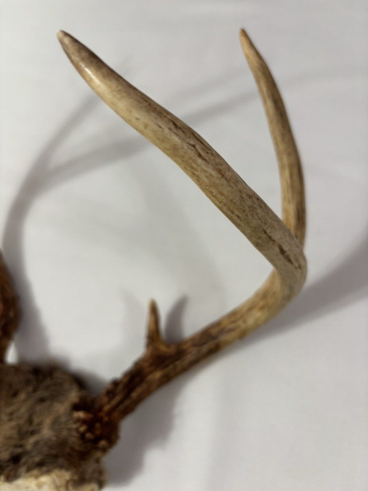 deer horns 5 Pointfrom South Georgia