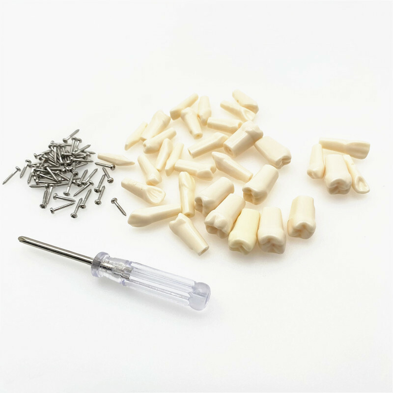 Resin Simulation Tooth Grain Replace teeth For teeth Model macth Nissin brand