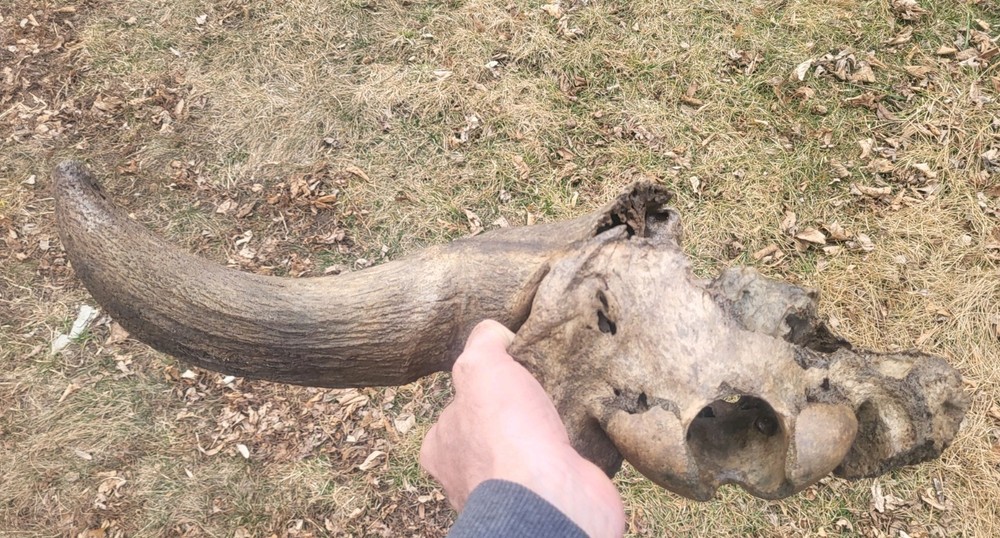 Historic Large Bison Horn Core Partial Skull river find