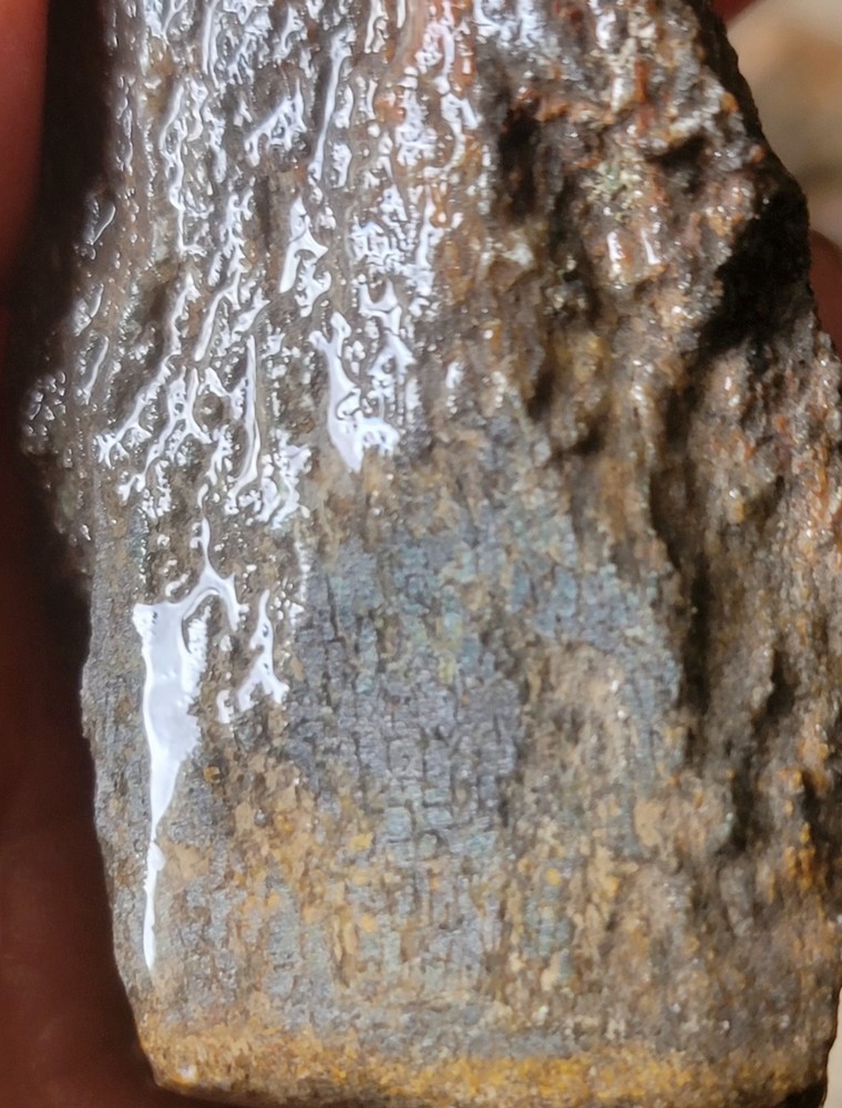 2.78 Lbs Agitized Dino Bone Smalls