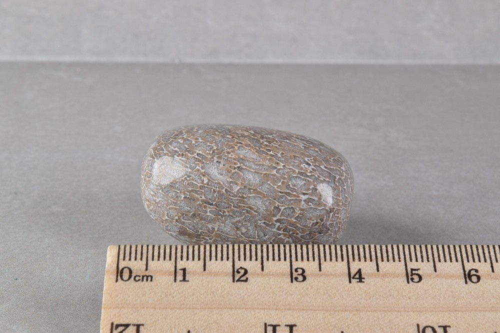 Dinosaur Bone Polished from Morocco 4.2 cm # 19756