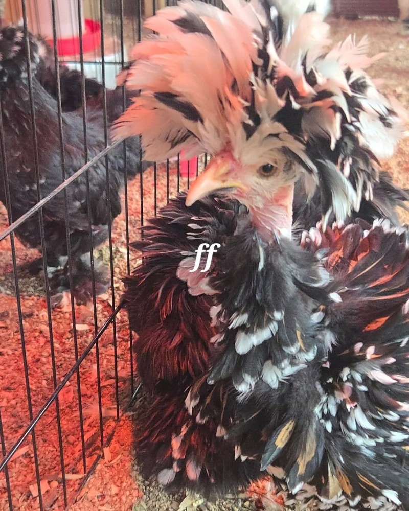12 Polkis (polish Silkies)Hatching Eggs