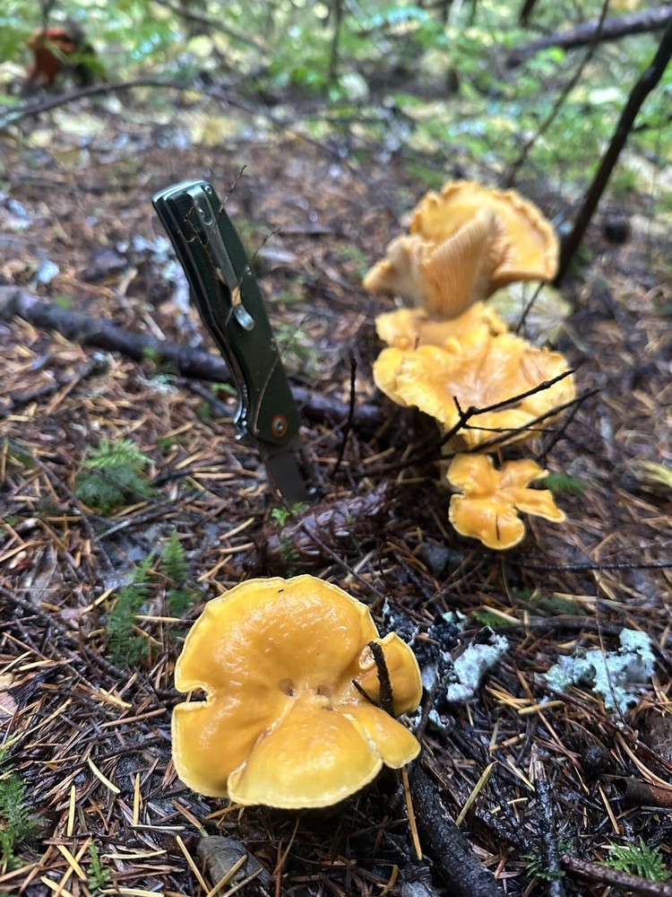 Dried Chanterelle Mushrooms - 16oz- AA Quality