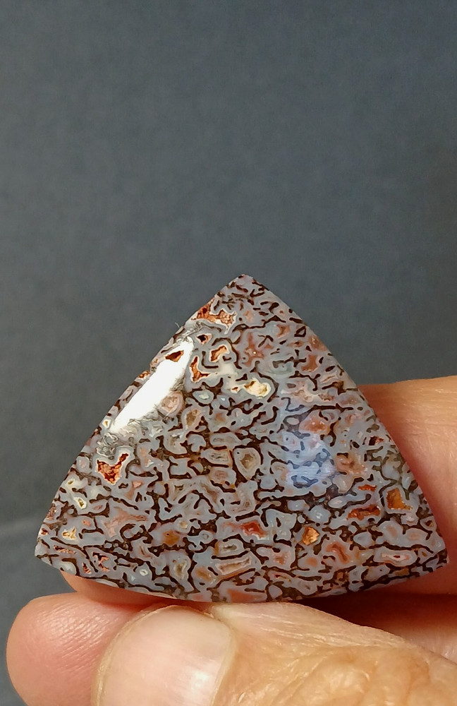 Dinosaur Bone Cabochon - Amazing Colors!