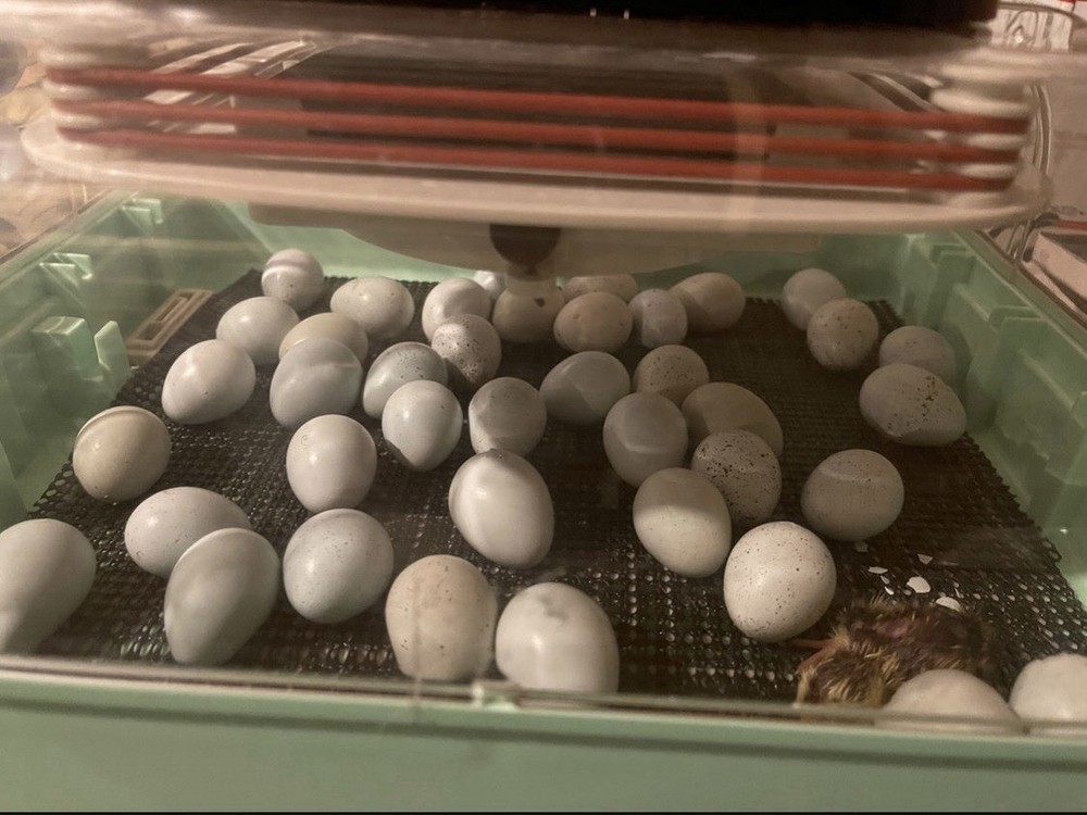 🥚 12 Celadon Quail Hatching Eggs