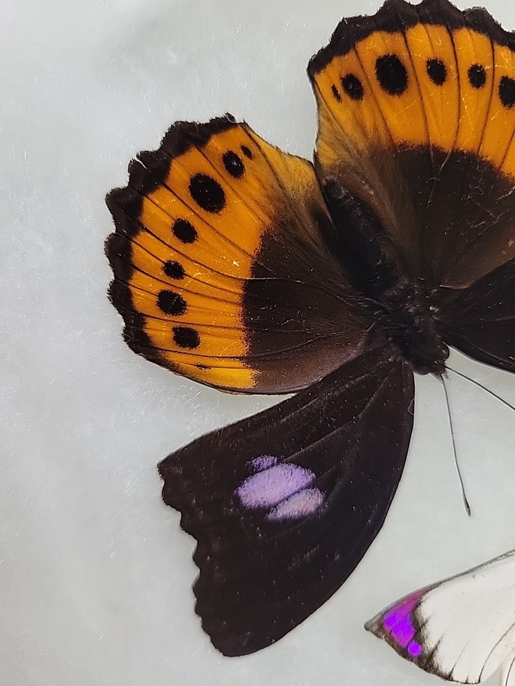 REAL BUTTERFLY COLLECTION MIXED Lot 5