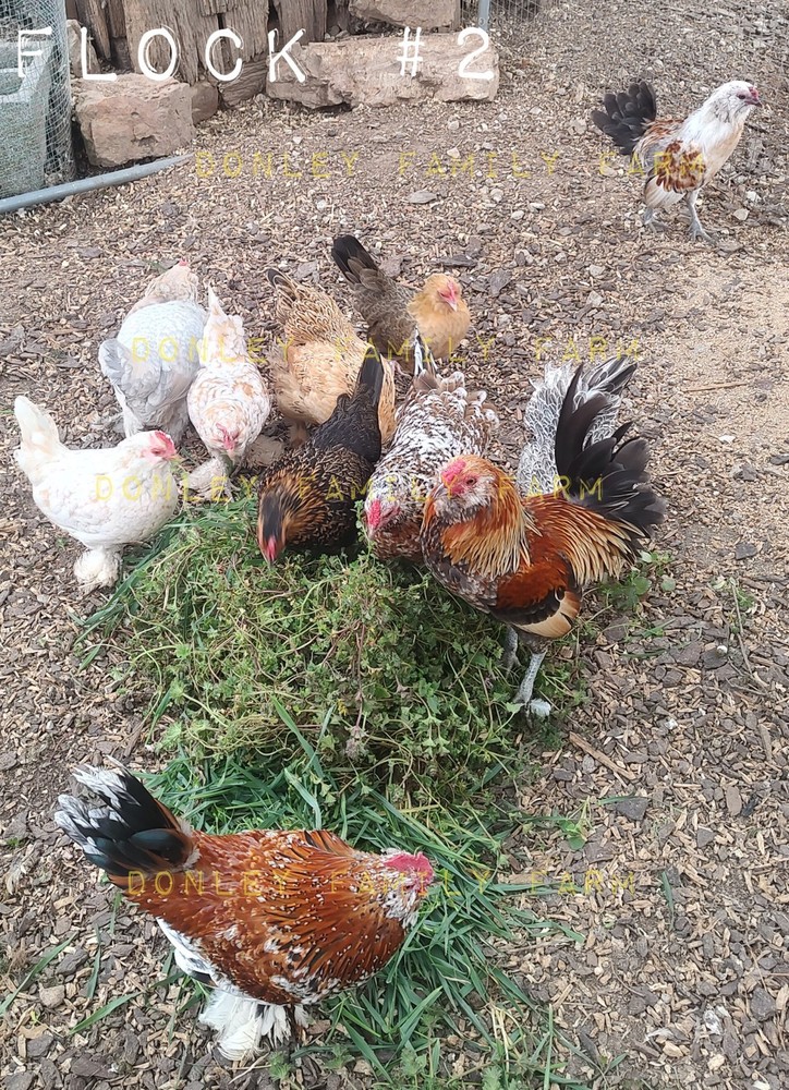 12 Bantam Assorted D'uccle & Easter Egger "Fun Pen" Hatching Eggs