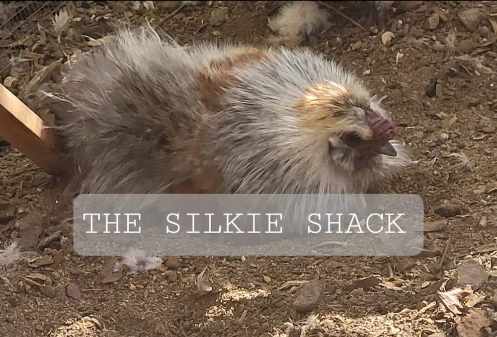 Silkie Chicken Hatching Eggs NPIP Certified