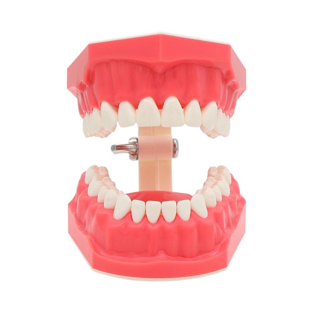 Dental 1:1 Teach Study Typodont Teeth Model With Metal Ceramic Brackets Tubes