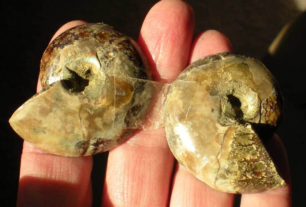 Opalized Ammonite Specimen from Madagascar r976d