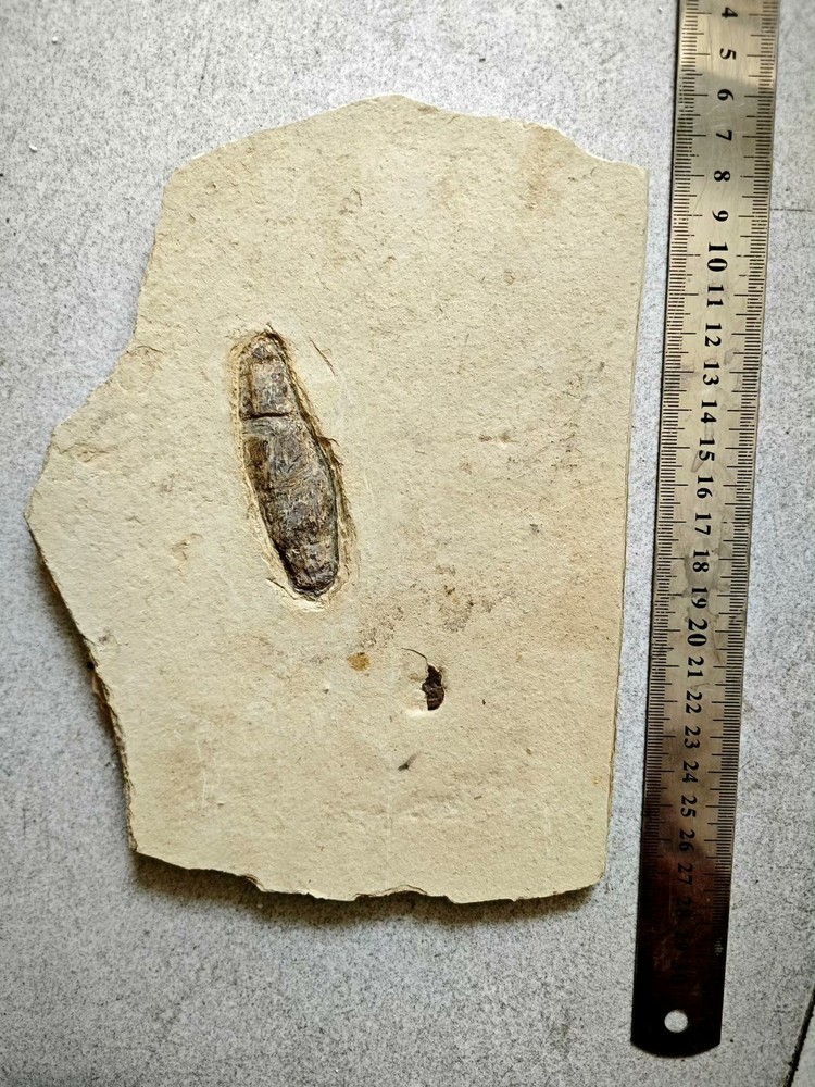 Real and unique ancient insect fossils c01