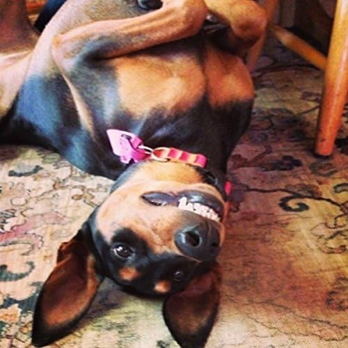 Pet Tag Silencer Black